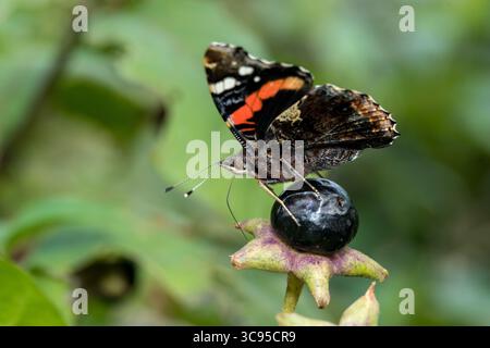 Adminral-Schmetterling (Vanessa atalanta) Seitenansicht auf schwarzer Beere sitzend, Nektar von der darunter liegenden Blume saugend, schwarzer und roter Schmetterling von seitlichem Makro Stockfoto
