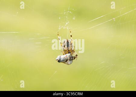 Europäische Gartenspinne (Araneus diadematus), die Fliege in Spinnennetz-Makro umwickelt Stockfoto
