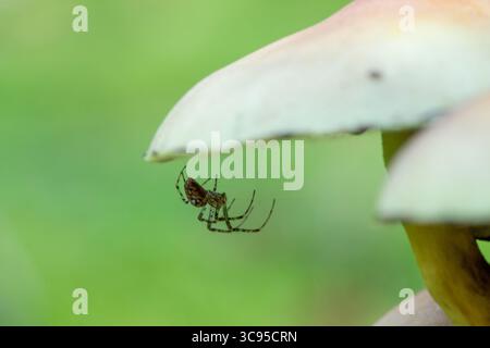 Spinne versteckt sich unter Pilz, Arachnide im Netz unter Pilzkappe Stockfoto