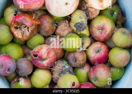 Eine Nahaufnahme zeigt einen Eimer mit verfaulenden Äpfeln und einer Zwiebel, der Essensabfälle, organische Zersetzung und Texturen veranschaulicht, ideal für Comp Stockfoto