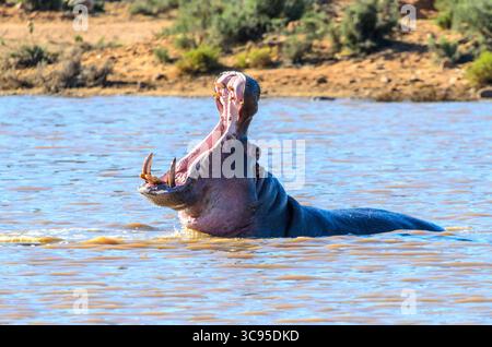 Ein mächtiger afrikanischer Hippopotamus (Hippopotamus amphibius) gähnt oder zeigt Dominanz in einem Western Cape Safari Park. Stockfoto
