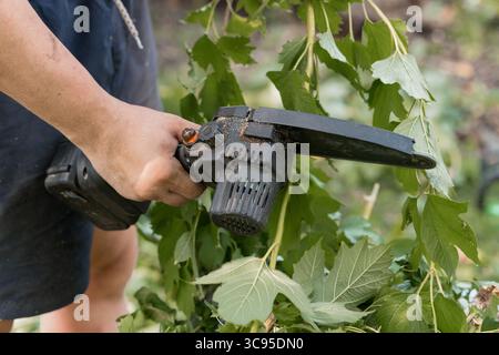 Ein Gärtner schneidet gekonnt Trauben mit einer modernen elektrischen Schere in einem blühenden Obstgarten, demonstriert Gartenbaupraktiken, Stockfoto