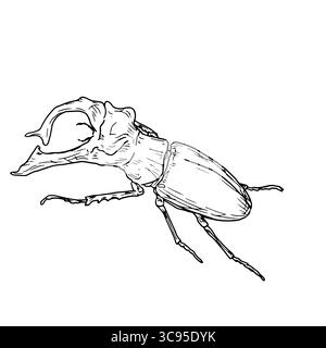 Großer Käfer der Familie der gehörnten Käfer, schwarz-weiße Skizze. Vektorabbildung. Einfache Zeichnung eines Insekts, isoliert auf weißem Hintergrund Stock Vektor