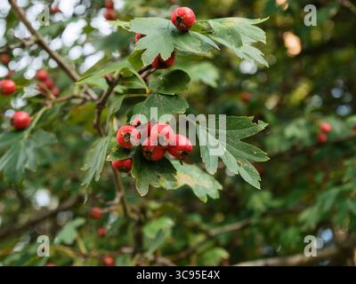 Nahaufnahme von roten Reifen Weißdornbeeren. Stockfoto