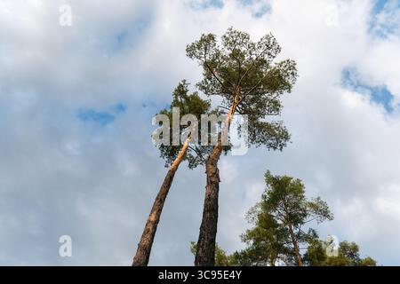 Von unten aus sehen Sie zwei hohe Kiefern, die nebeneinander an einem bewölkten Himmel stehen. Stockfoto