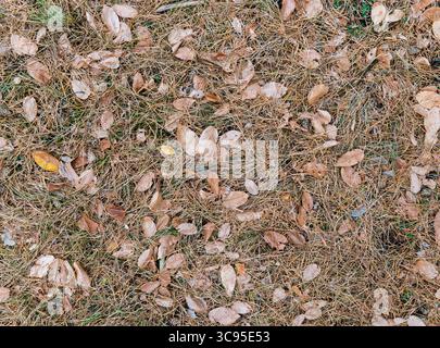 Trockene Herbstblätter und Kiefernnadeln bedecken das Gras in einer dichten Schicht. Hintergrund Stockfoto