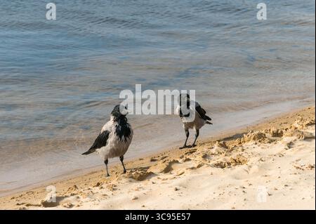 Zwei Krähen stehen am Sandstrand in der Nähe des Wassers und beobachten genau. Stockfoto