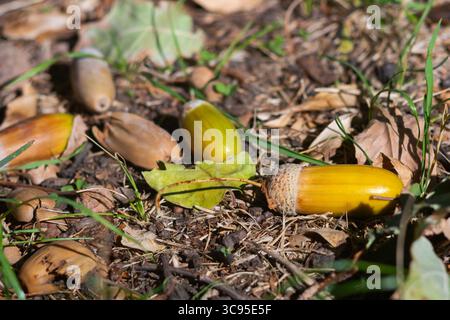 Eicheln liegen auf dem Boden zwischen herbstlich gefallenen Blättern an einem sonnigen Tag. Stockfoto