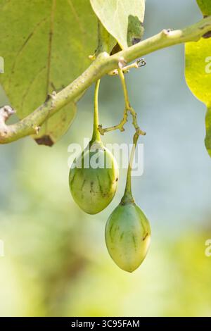 Unreife Tamarillo-Früchte (Solanum betaceum) auf dem Baum Stockfoto
