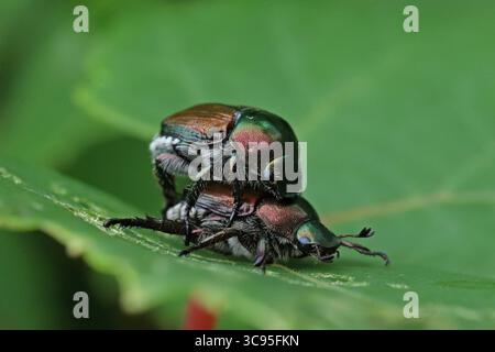 Während der Paarungszeit paaren sich zwei japanische Käfer auf einem Blatt in einem Park in Kanada während der Paarungszeit in der Sommersaison. Der japanische Käfer, bekannt als Popillia japonica, gilt als invasiver Schädling, der in Kanada erhebliche Schäden an Nutzpflanzen, Gärten und Bäumen verursacht. Dieses Insekt hat sich vor allem in Ontario, Quebec und den maritimen Provinzen etabliert. Am 31. Juli 2025 in Montreal, Kanada. Montreal Quebec Kanada Copyright: XHoracioxZamoraxRiosx Stockfoto