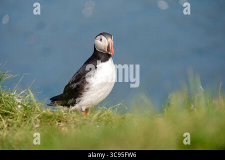 Ein farbenfroher Papageientaucher thront auf üppigem grünem Gras mit Blick auf das ruhige blaue Wasser des Atlantischen Ozeans. Bakkagerd, East Iceland, Puffins. Stockfoto