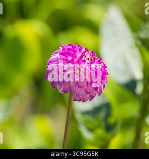 Ball Dahlienblüte, rosa und weiß Stockfoto