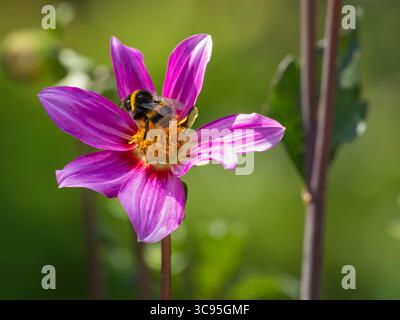 Hummel sammelt Pollen von einer einblättrigen rosa Dahlienblume Stockfoto