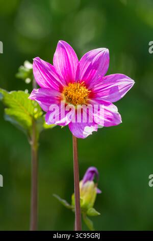 Einblättrige Dahlienblüte, rosa mit gelber Mitte Stockfoto