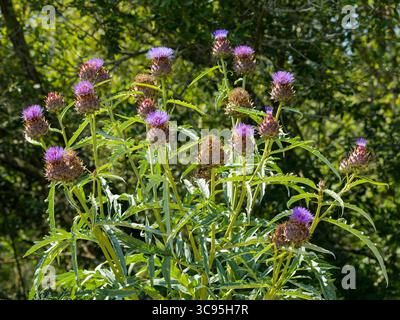 Cardoon- oder wilde Artischocken- oder Artischockendistelpflanze in voller Blüte Stockfoto