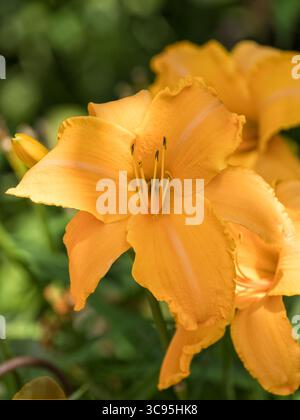 Eine schöne blassgelbe Taglilie oder Hemerocallis Blüte Stockfoto