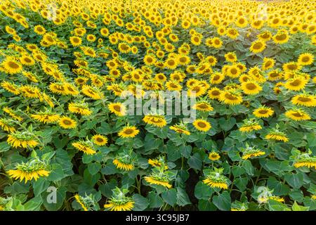 Ein Feld blühender Sonnenblumen aus einem Drohnen-Schönheitskonzept. Stockfoto
