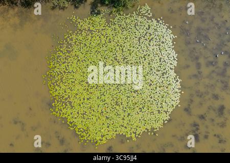 Nymphaea alba, Basale Angiospermen, nenuphar Stockfoto