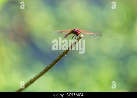 Trithemis annulata, allgemein bekannt als Veilchen-Tropfen, violett markierter Darter, violett-geröteter Darter oder pflaumenfarbener Tropfen an der Spitze eines stic Stockfoto