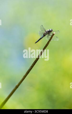 Ein männlicher, seltener Chaser oder Libellula fulva Libelle an der Spitze eines Schilfstrohs Stockfoto