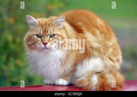 Schöne Ginger-Tabby Katze sitzt auf rotem Kanu, Portrait Nahaufnahme Stockfoto