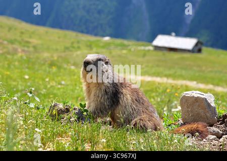 Porträt eines Murmeltieres auf einer Wiese in der Nähe der Schutzhütte de Vallonbrun, des Nationalparks Vanoise, des Maurienne-Tals, der Savoie, der Nordfranzösischen Alpen, Frankreich Stockfoto