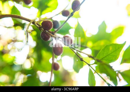 Reife Kaffeekirschen hängen an einem Baumzweig unter tropischem Licht. Aufgenommen in einer asiatischen Kaffeefarm mit natürlichem Hintergrund. Stockfoto