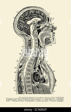 Anatomie: Weiblicher Körper, Mittellinienschnitt mit sichtbarem linken Körperteil, Stich aus dem 19. Jahrhundert mit deutschen Beschreibungen Stockfoto