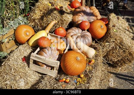 Verschiedene Kürbisse auf Strohballen, Herbstdekoration, Saintes-Maries-de-la-Mer, Camargue, Frankreich Stockfoto