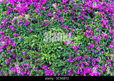 Der Sträucher wächst an der Wand, mit schönen, kleinen, dicht wachsenden Blüten. Stockfoto