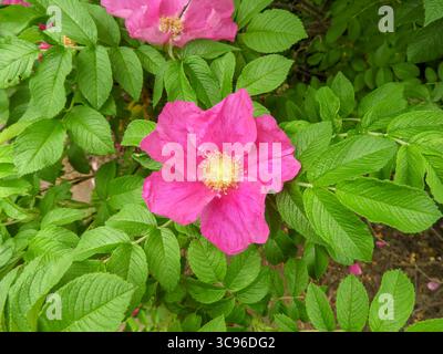 Hellrosa Blume von Rosa rugosa mit grünen Blättern. Bekannt als Strandrose oder Japanische Rose, verwendet in der Landschaftsgestaltung, Hautpflege, Kräuterheilmittel und natürlich Stockfoto