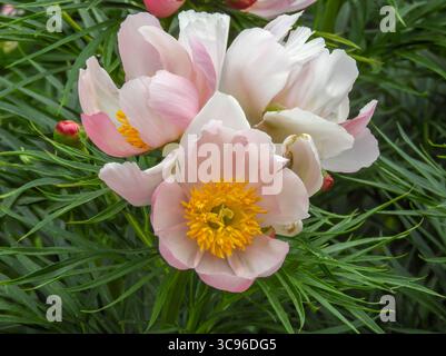 Drei blassrosa offene Pfingstrosen-Blüten mit gelben Staubblättern und grünen Blättern. Pfingstrosen im Garten. Stockfoto