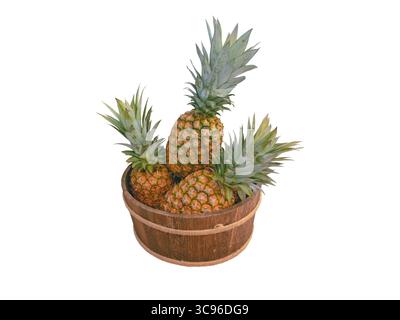 Drei frische Ananas in einem rustikalen Holzfass mit Jutebändern, isoliert auf weißem Hintergrund. Tropisches Fruchtkonzept, perfekt für Pina Colada Prepar Stockfoto