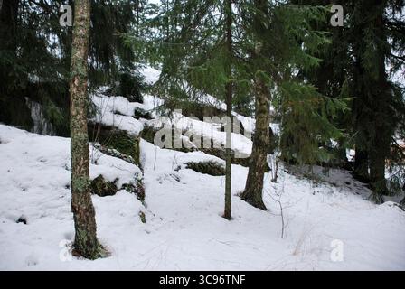Verschneite Waldszene mit Kiefern und Felsen in der Winterlandschaft. Stockfoto