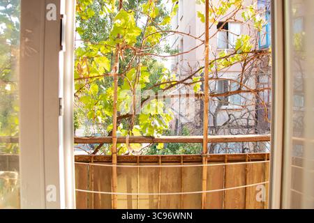 Blick vom Balkon einer alten sowjetischen Wohnung in der Ukraine, Sommer, grüne Trauben, die um das Geländer, Fassaden von Wohngebäuden und grün Stockfoto