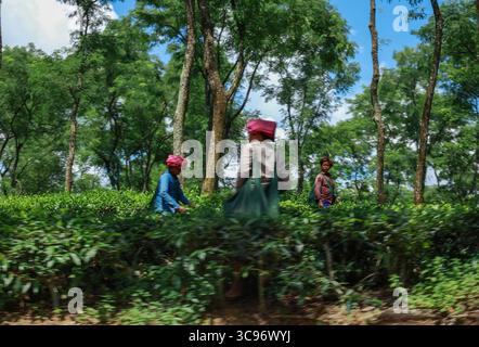 Ramgarh, Bangladesch - 29. August 2019: Blick auf Arbeiter, die unter hellem Himmel Teeblätter pflücken, inmitten üppiger grüner Felder. Stockfoto