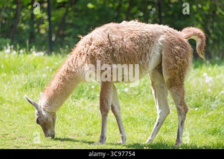 Nahaufnahme Porträt von Guanako Lama Lama Guanicoe auf grünem Gras Stockfoto