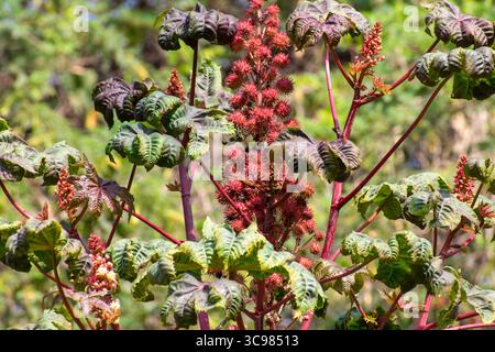 Rizinusölpflanze (Ricinus communis) Rizinusbohnenbaum Stockfoto