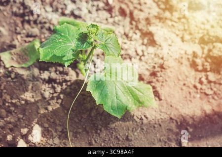Sämling-Gurke in Warmbettfolie. Makrobild schließen. Stockfoto