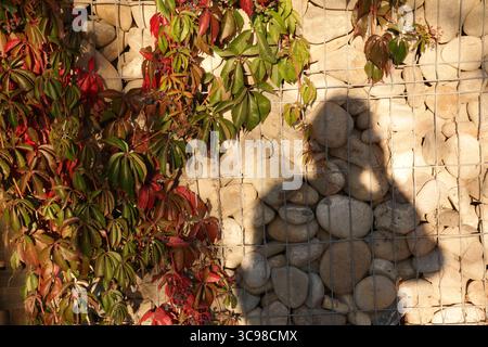 Steinmauer bedeckt mit buntem Efeu, wechselnde Jahreszeiten, Ein Schatten einer Person wird auf die Wand gegossen, Steine werden von einem Drahtgeflecht gehalten Stockfoto