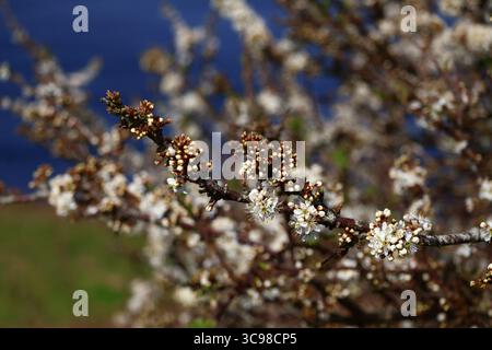 Blüten, die ewig halten --- die Schönheit der Natur, die für Ihren Raum festgehalten wird Stockfoto