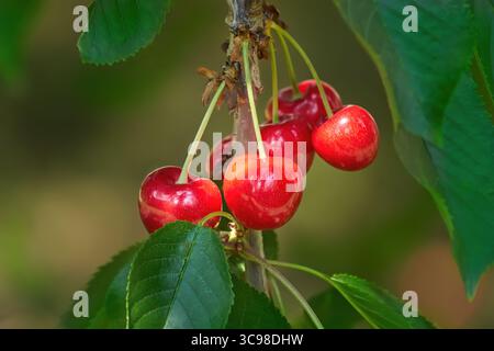 Rote Kirschen in Nahaufnahme auf dem Zweig eines Kirschbaums Stockfoto