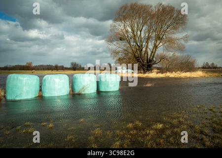 Silageballen liegen im Wasser auf einer Wiese mit einem hohen Baum und einem bewölkten regnerischen Himmel, im frühen Frühjahr in Nowiny, Ostpolen Stockfoto