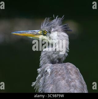 Graureiher Stockfoto