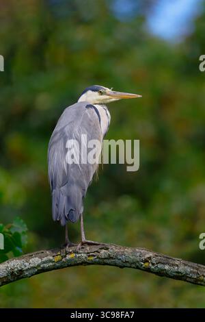 Graureiher Stockfoto