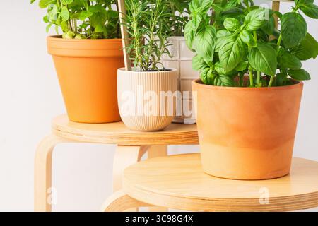 Mehrere Terrakotta-Töpfe gefüllt mit frischen Kräutern wie Basilikum und Rosmarin sind ordentlich auf Holzständern angeordnet. Der helle Innenraum verbessert den vib Stockfoto