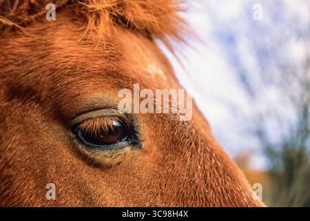 Nahaufnahme mit einem Auge auf ein braunes Pferd Stockfoto