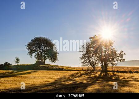 Bäume in Silhouette mit Sonnenstrahlen, die durch die Landschaft hindurchscheinen Stockfoto