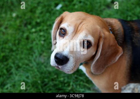Porträt des Beagle Hundes auf grünem Grashintergrund. Selektiver Fokus. Stockfoto