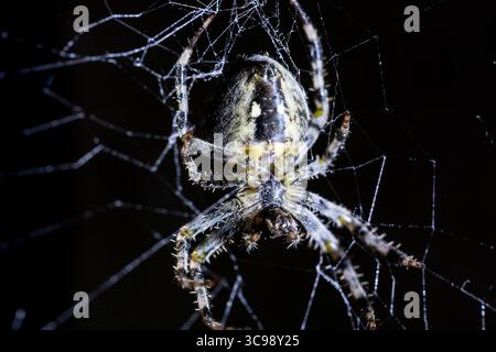Spinnen und Spinnennetz auf schwarzem Hintergrund. Arachnid klettert im Web. Makrobild mit extremer Nahaufnahme Stockfoto